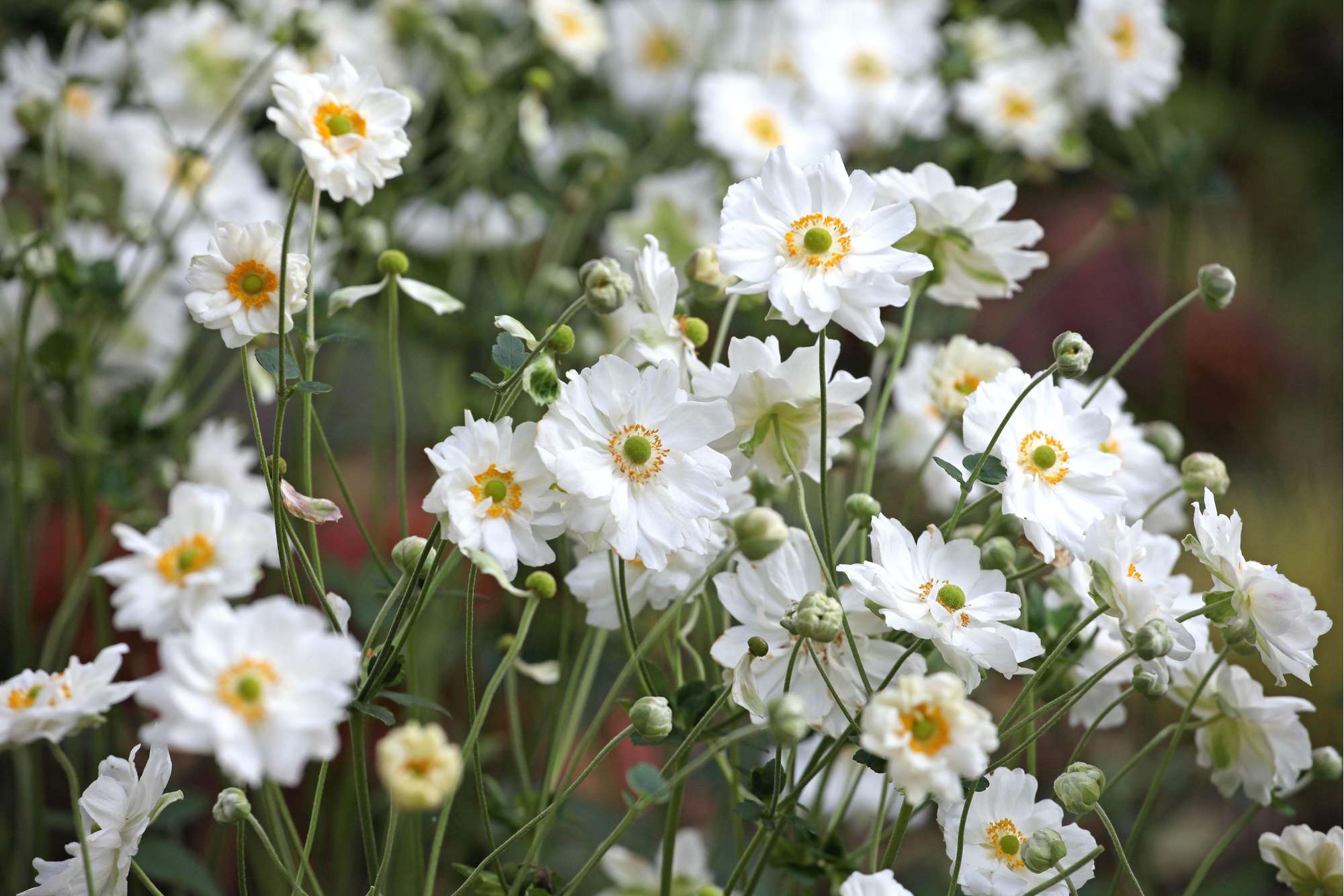 Höstanemon 'Whirlwind'